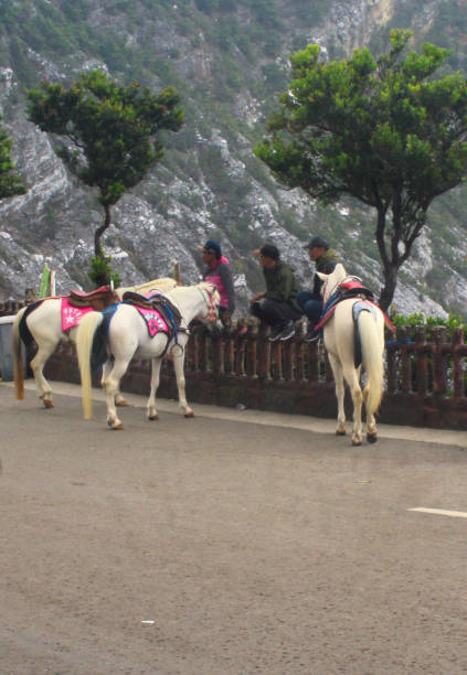 Stunning scene of a skilled cowgirl riding a pinto horse through the misty beauty of the mountain landscape