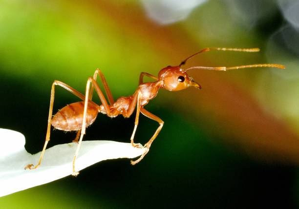 istock Ant climbing Water Lily's Petal - animal behavior. 2149247980