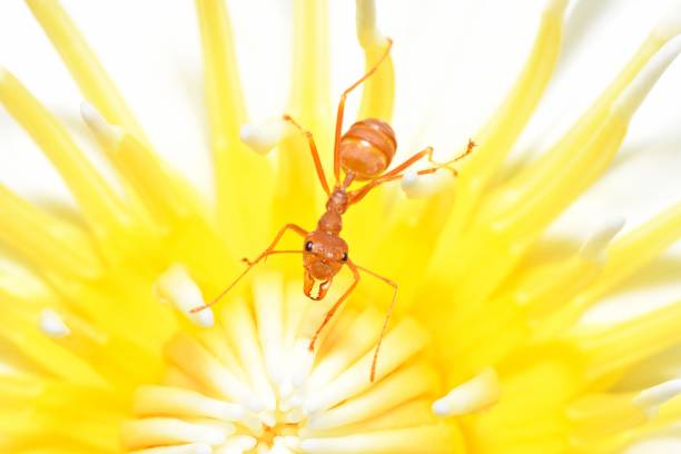 Ant climbing Petal and Pollen - animal behavior.
