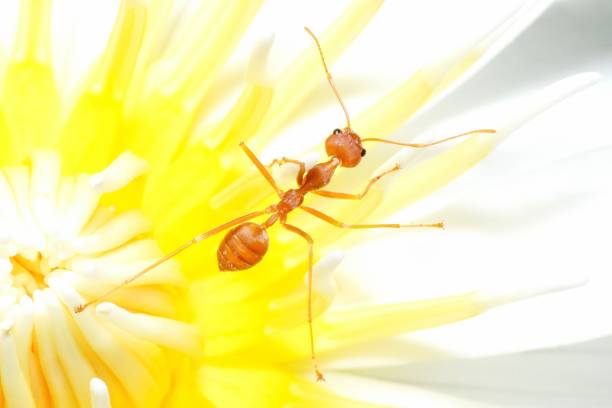 istock Ant climbing Petal and Pollen - animal behavior. 2149248339