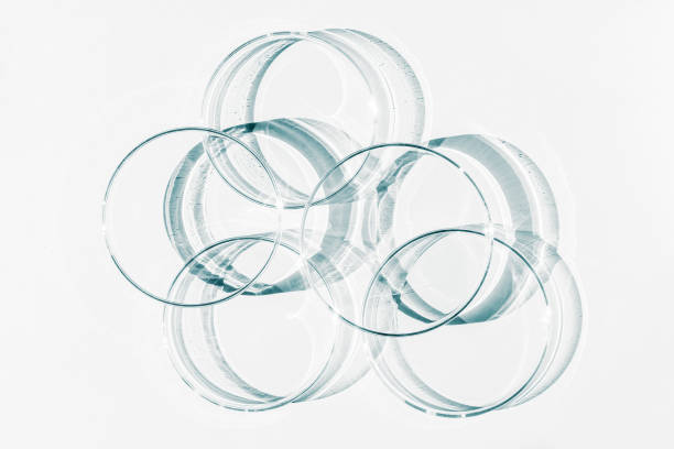 Petri dish. A set of Petri cups. On a white background. Laboratory half.
