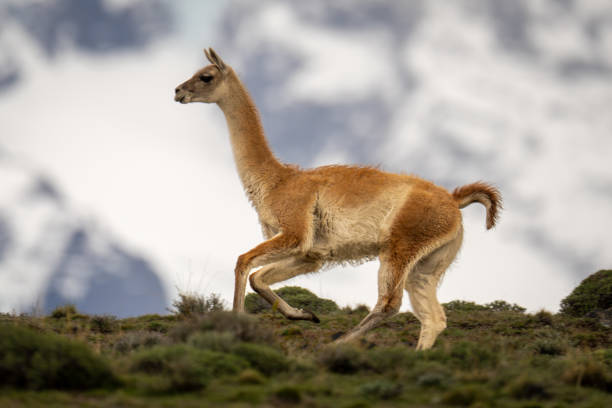 istock Guanaco runs across ridge with mountains behind 2149248603