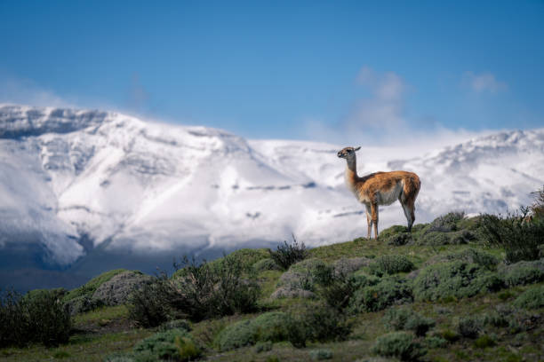 istock Guanaco standing on grassy ridge in profile 2149248720
