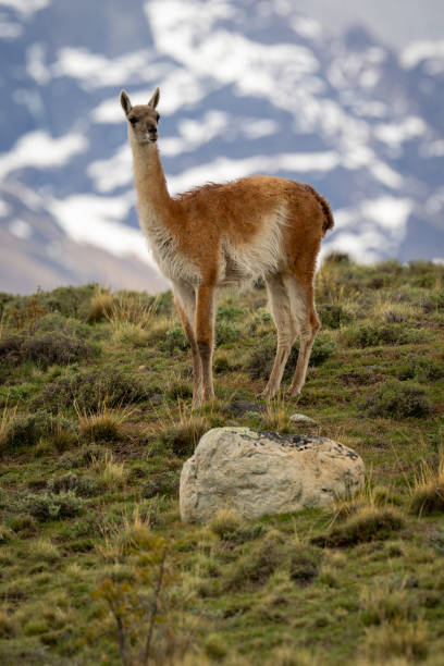 istock Guanaco standing on hill with peaks behind 2149248870