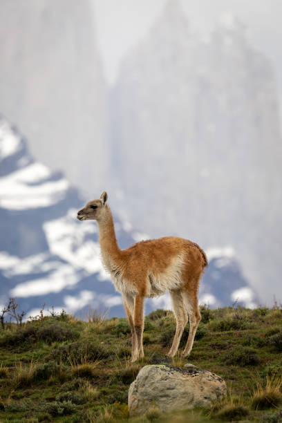 istock Guanaco standing on hill with mountains behind 2149248871