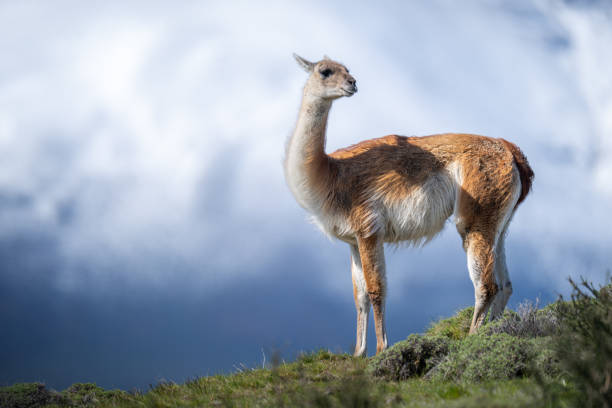 istock Guanaco standing on grassy ridge turning head 2149248872