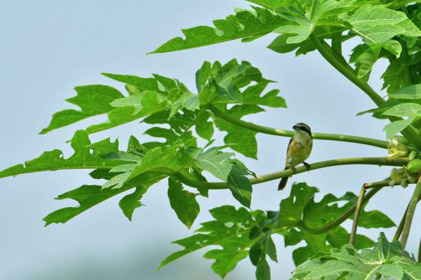 Brown shrike bird sitting on green papaya bunch with blue sky on background