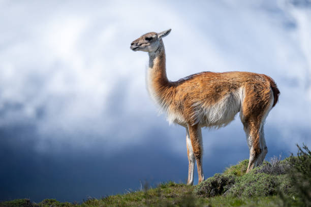 istock Guanaco standing on ridge with mountain behind 2149249097