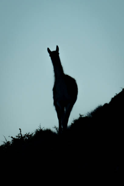 istock Guanaco standing on steep hillside in silhouette 2149249154