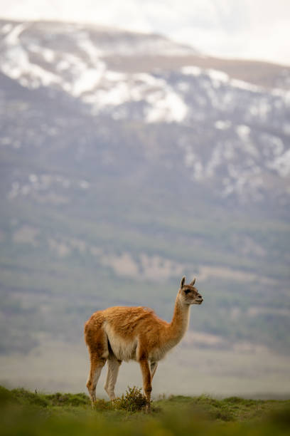 istock Guanaco stands by bush with mountains behind 2149249191