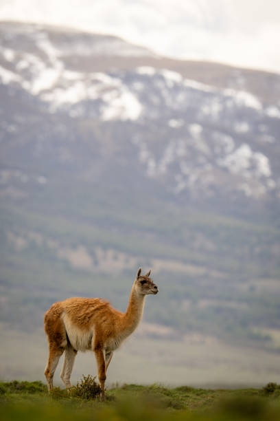 A group og Guanacos (lama guanicoe) on the pampa in Argentina during sunset. Photo was made near Lake Argentina in the Los Glaciaros National Park.