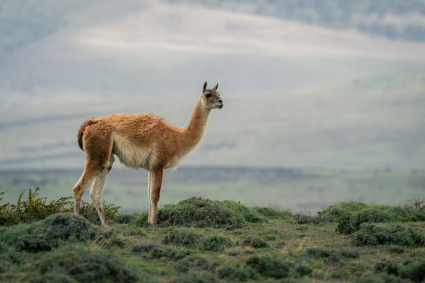 istock Guanaco stands among bushes on grassy ridge 2149249194