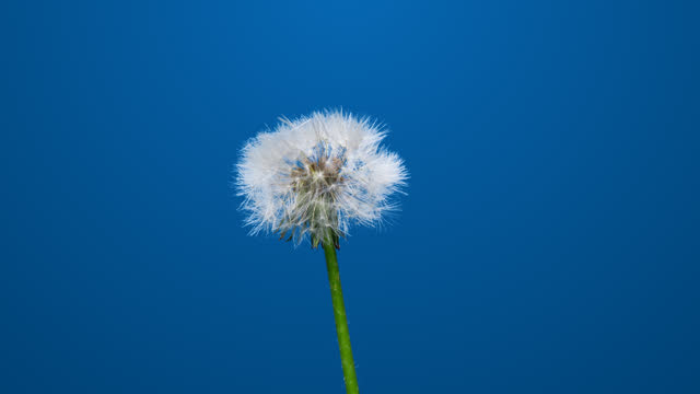 Dandelion flower blooming on blue background, time lapse