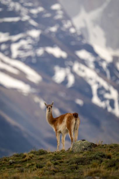 istock Guanaco stands on bushy hilltop looking back 2149249981