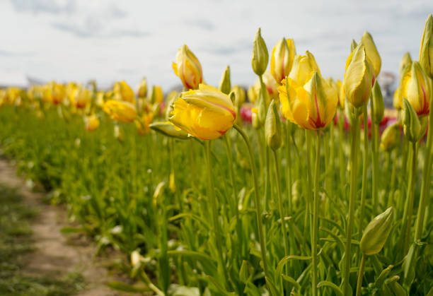 Beautiful, yellow tulips in the field