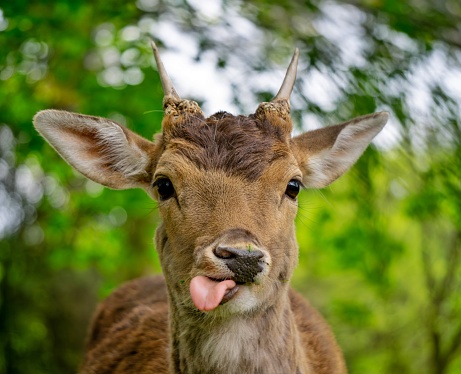 wild animal in the forest while having a meal in a funny pose, sticks its tongue out to the side. green forest in spring and summer colors, sunny beautiful day among nature, animal horns and head. blurry background