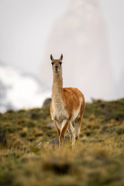 istock Guanaco stands on hillside with mountain behind 2149250932