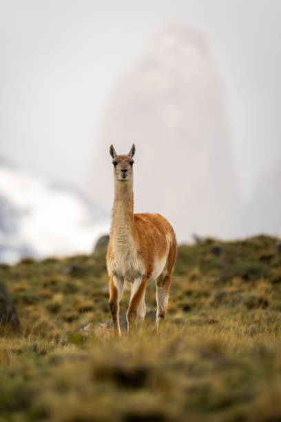 istock Guanaco stands on hillside with mountains behind 2149250949