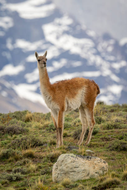 istock Guanaco stands on hilltop with peaks behind 2149250980