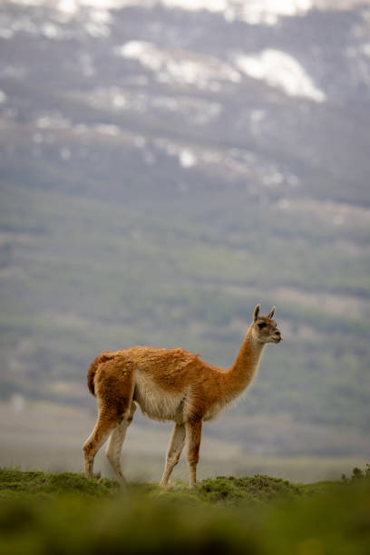 istock Guanaco stands on ridge with mountain behind 2149251169