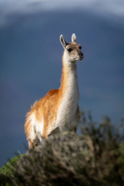 istock Guanaco stands on rocky ridge amongst bushes 2149251196