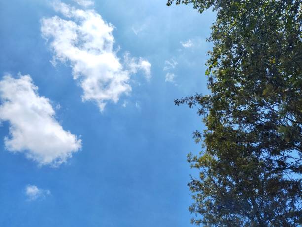istock Blue sky and white clouds with green leaves 2149251449