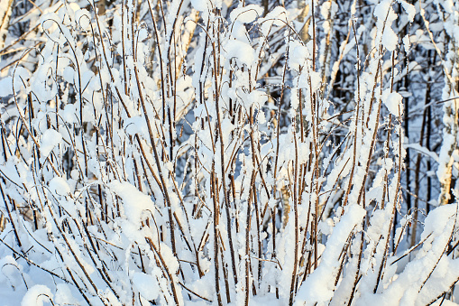Wet snow lies on thin vertical branches of bush, graphic winter texture for design.