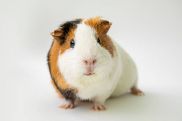istock Cute and curious guinea pig 2149252218