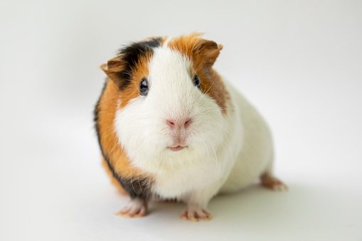 Cute and curious guinea pig on white background