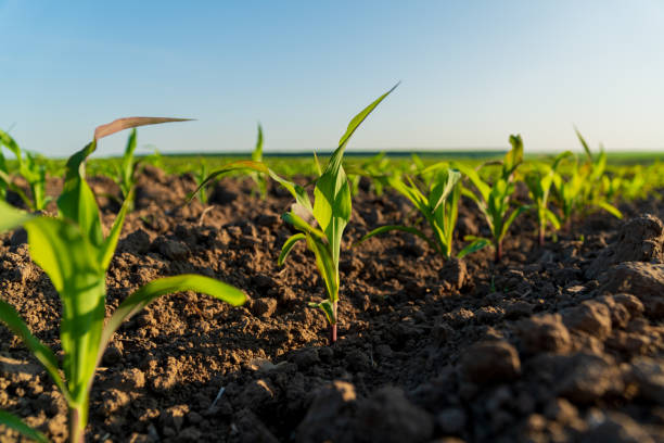 istock A small corn seedling grows in a field. Close-up of corn sprouts growing in an agricultural field. Corn plants at sunset. Agro industry 2149253371
