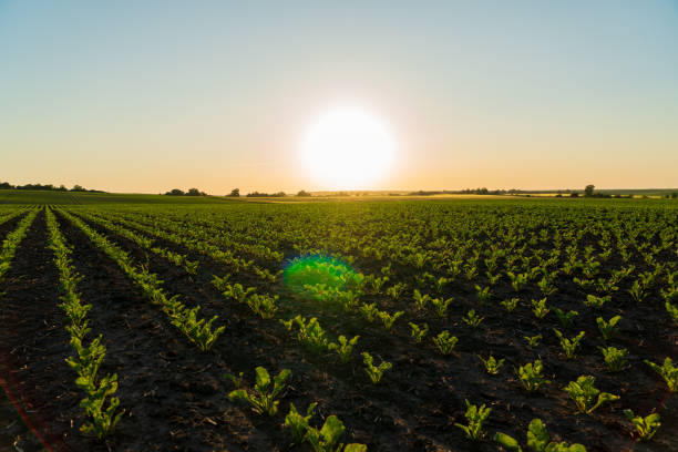 istock A field with small sugar beet plants at sunset. Beautiful rows of sugar beet sprouts. Small sugar beet seedlings grow in the field. Agricultural landscape 2149253376