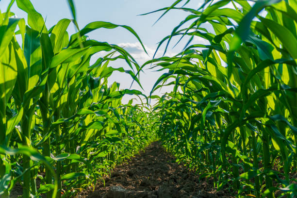 istock Corn field. Beautiful green leaves of corn. Corn leaves with blurred background. 2149253377