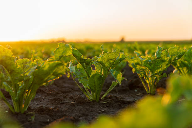 istock A small sugar beet seedling grows in a field. Close-up of sugar beet sprouts growing in an agricultural field. Sugar beet plants at sunset. Agro industry 2149253378