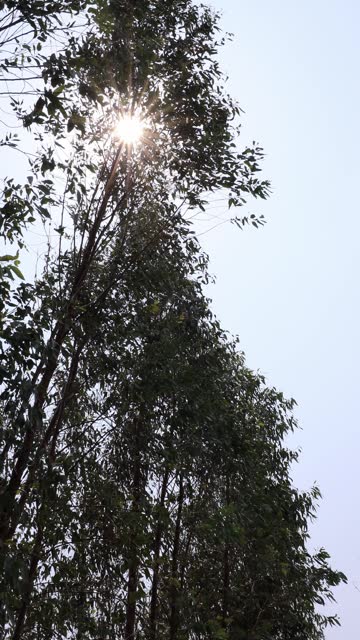 A vertical view of the leaves of a eucalyptus tree being blown by a storm.