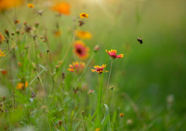istock Bee in the Blanket Flowers 2149254627