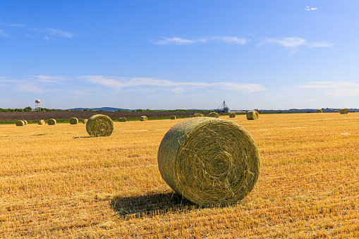 Stubble field in summer with blue sky and yellow golden straw rolls