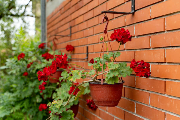 Geranium flowers blossoming in the pot in the garden.
