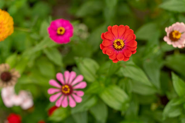 Zinnia flowers blossoming in the garden.