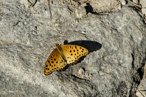 A Closeup of  a Parthenos Sylvia butterfly