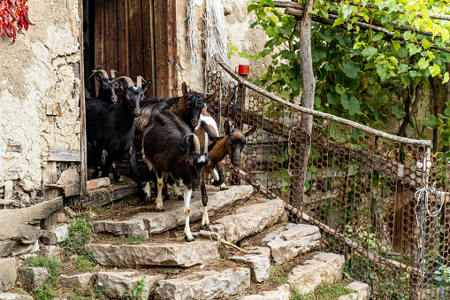 Goats coming out of the goat shed in the village in Serbia.