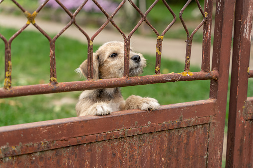 Mixed breed dog leaning on a gate in the village in Serbia.
