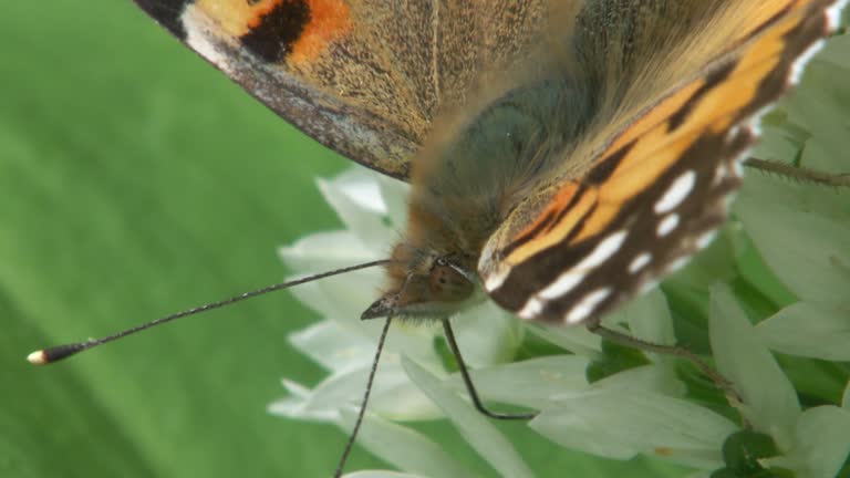painted lady butterfly on a wild garlic blossom