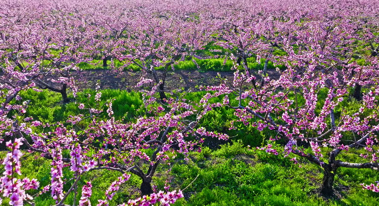 Aerial shot of blooming peach blossoms in a peach orchard on a sunny day