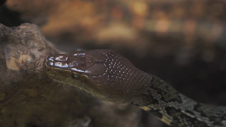 Cuban boa, Epicrates angulifer, this snake is threatened with extinction.