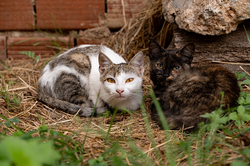 Two cats in the village in Serbia.