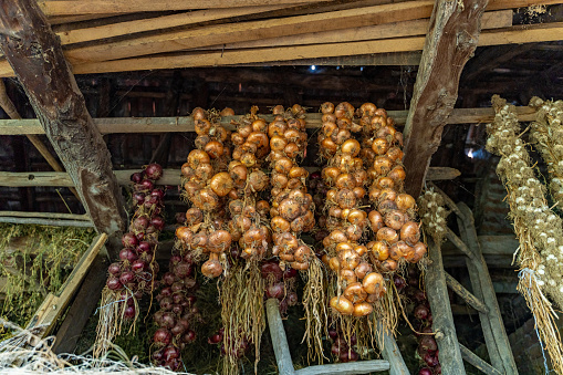 Onions hanging on a wall. Close-up.