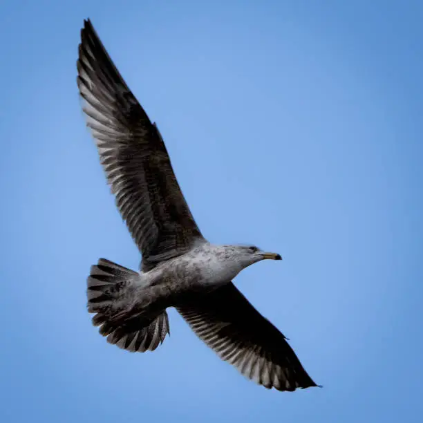 A seagull flying overhead