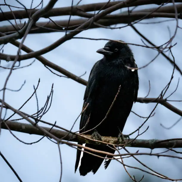 A crow perched on a branch