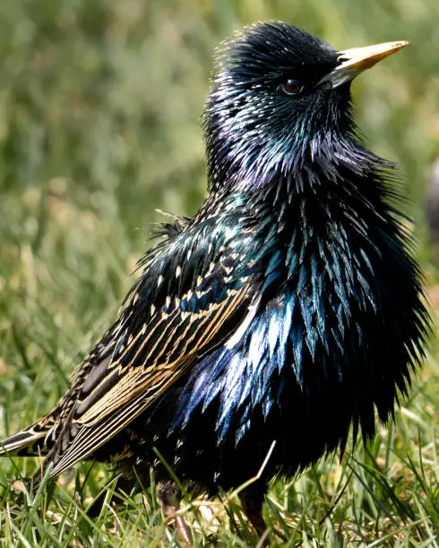 A European starling sitting in the grass