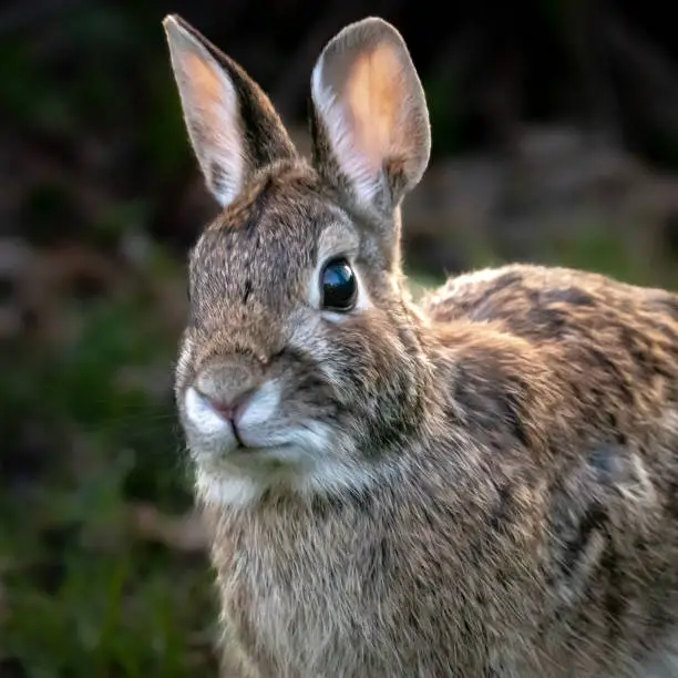 A rabbit seen close up